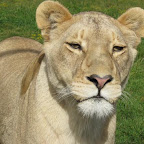 lion1.jpg