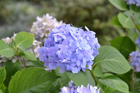 DSC_0196 DSC_0196