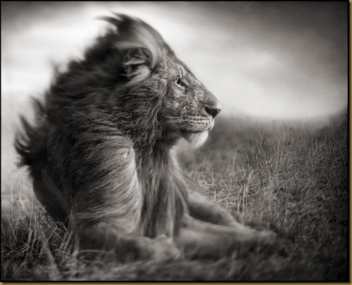 Nick Brandt6