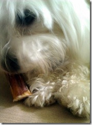 Izzi eats a bone
