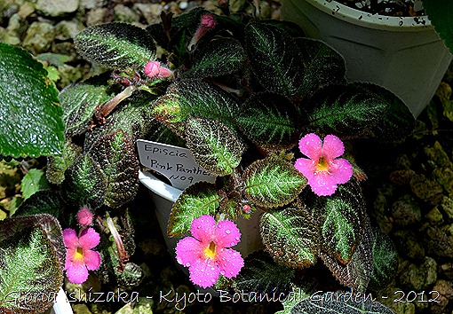 Glória Ishizaka -   Kyoto Botanical Garden 2012 - episcia