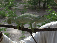 Chameleon - Linyanti Concession (Chobe Region)