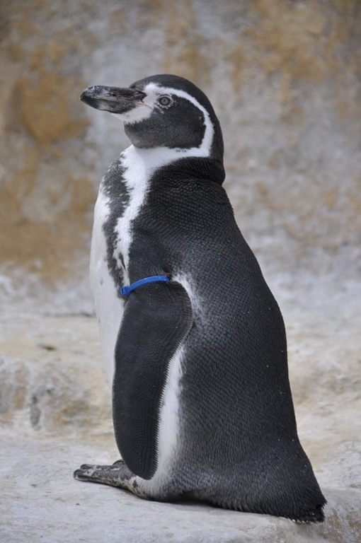 [Full%2520size%2520penguin%255B3%255D.jpg]