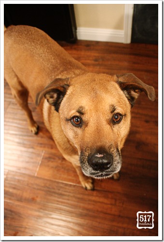 peanut butter loving dog