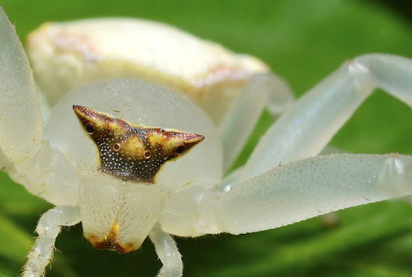 White Crab Spider female | Project Noah