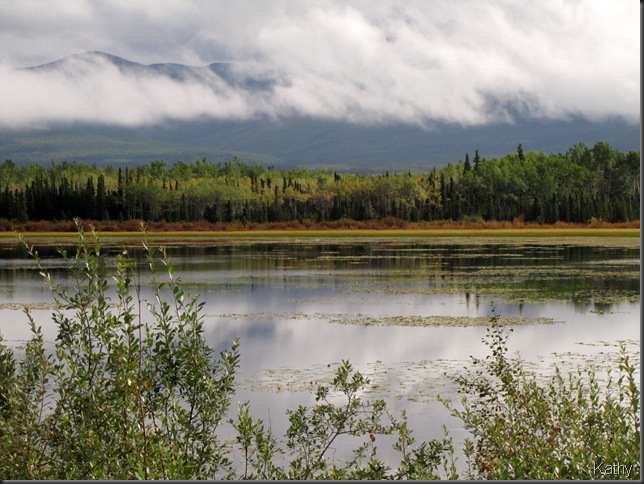 Trumpeter Swans in the distance