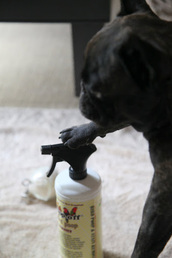 You know that I am very skilled with a spray bottle.