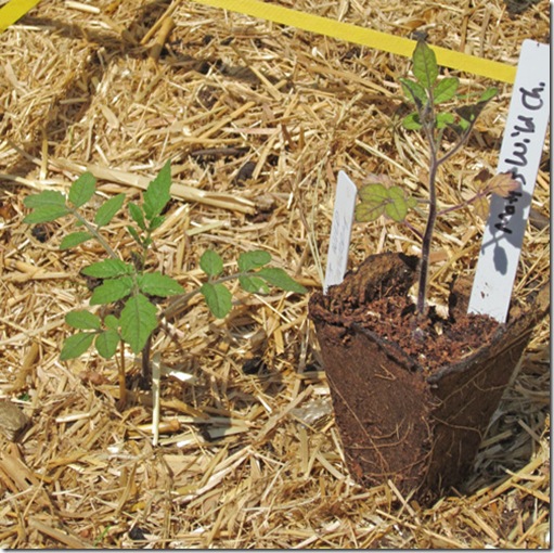 Matt's Wild Cerry seedlings stunted by coir