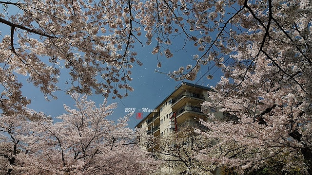 京都白川疏水櫻花