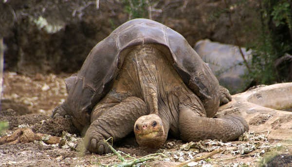 10- Tartaruga-das-galápagos 10- Tartaruga-das-galápagos