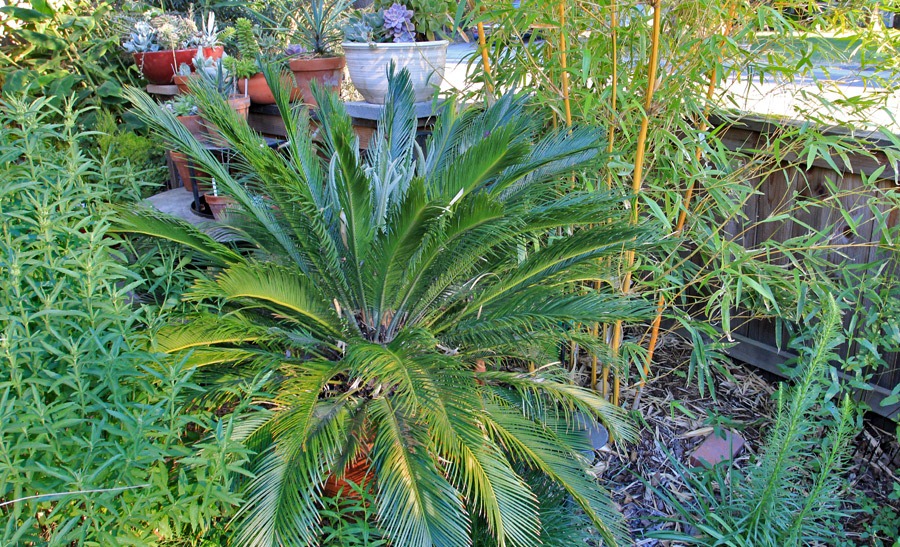 [120610_Cycas-revoluta_16%255B2%255D.jpg]