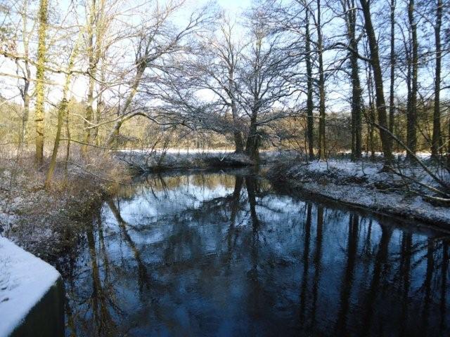 Dinkel in de sneeuw - www.LandgoedDeKniep.nl