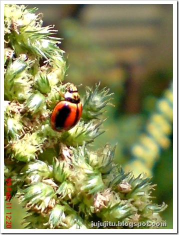 Kumbang Koksi_Stripped Ladybird_Micraspis lineata 3