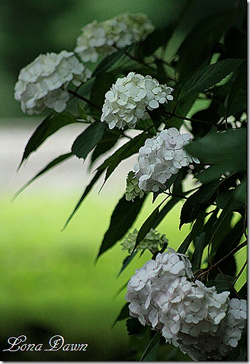 Hydrangea_DwarfForeverPink