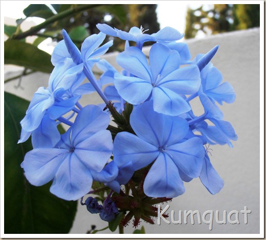 plumbago 1