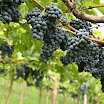 IMG_5478_vigna e uva_bassa.jpg