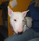 A Bull Terrier -- they've become famous lately because of those Target ads.