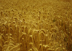 buzamezo-kiskunsag.jpg