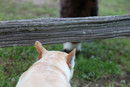 Rufus, thanks for the tip about eating apples.  They're GREAT!!!