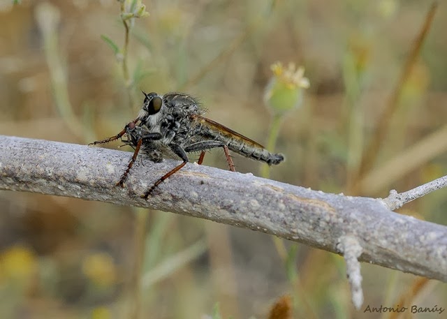 [5%2520ASILIDAE_DSC0713X1%255B3%255D.jpg]