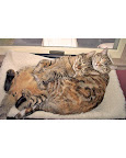Chester and Winnie, a tabby Bengal and torbie from Eagan, Minnesota, love to sleep together. Chester and Winnie, a tabby Bengal and torbie from Eagan, Minnesota, love to sleep together.
