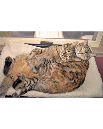 Chester and Winnie, a tabby Bengal and torbie from Eagan, Minnesota, love to sleep together. Chester and Winnie, a tabby Bengal and torbie from Eagan, Minnesota, love to sleep together.