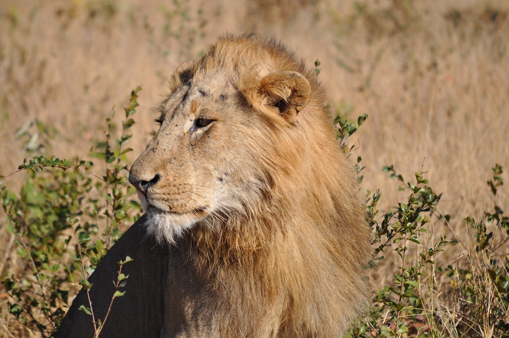[blog%2520lion%255B11%255D.jpg]
