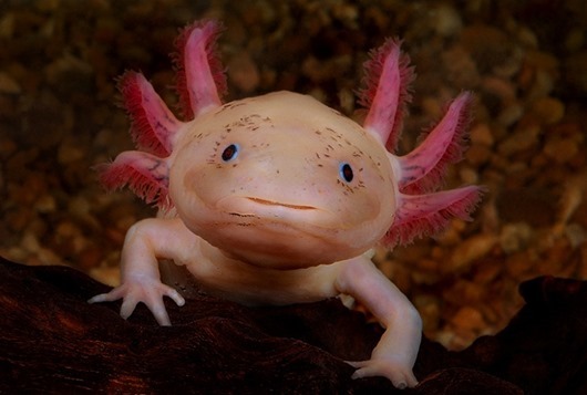 Ambystoma mexicanum