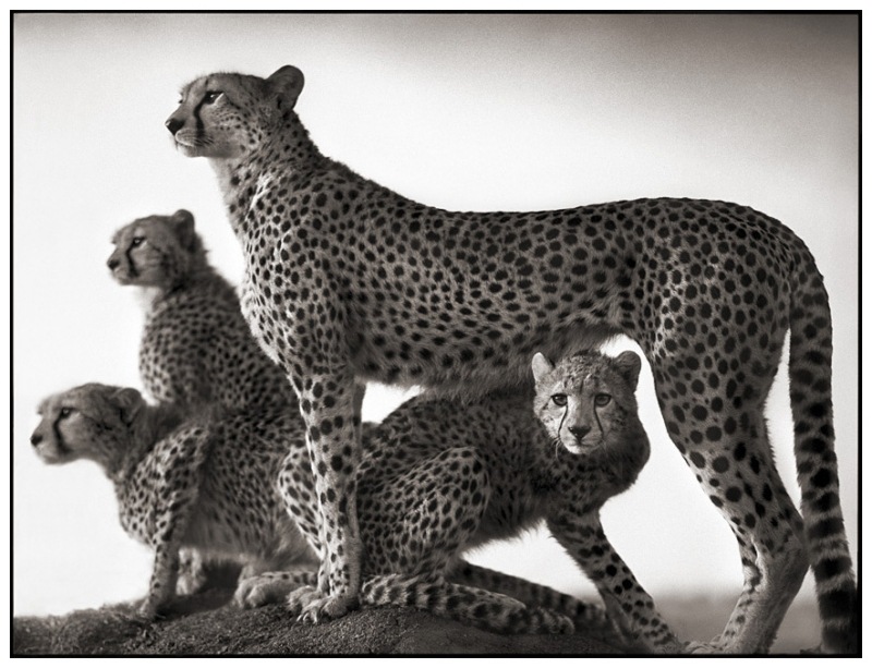 [4-Cheetah--Cubs2.jpg]