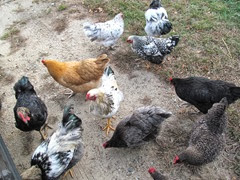 stevens chickens