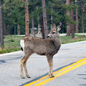 Mule Deer
