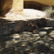 Komodo Dragon