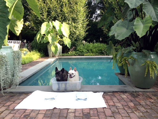 After nice stroll on the beach, it does feel nice to soak our paws, wouldn't you say so, Franny?