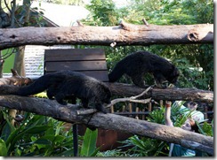 Binturong, Taronga Zoo