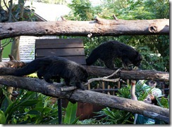 Binturong, Taronga Zoo Binturong, Taronga Zoo