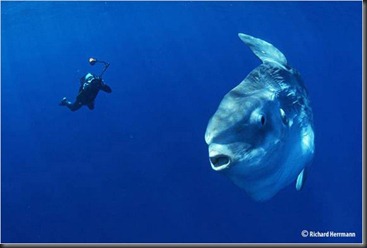 mola mola mola mola