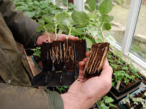 Rootrainers - Displaying the root system