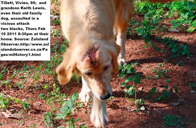 [TILLETT_vivien_DOG_alsoattackedfeb102011mtubatubazululandobserver%255B5%255D.jpg]