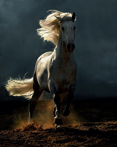 Arabian Wojtek Kwiatkowski Horse Photography