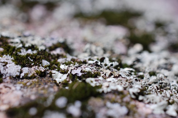 [Lichenscapes2.jpg]