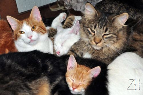 17450396
