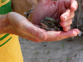 We interrrupted this couple of toads having a romantic moment in the creek.