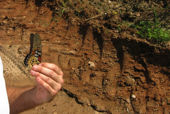 Papilio antimachus DRURY, 1782. Bobiri Forest (Ghana), 21 janvier 2006. Photo : J. F. Christensen
