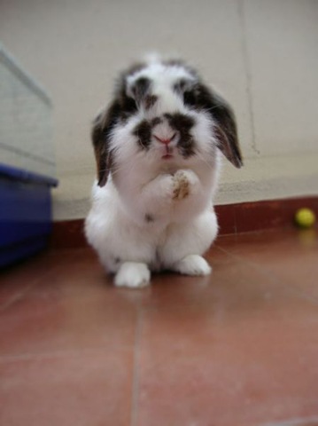 [funny-animals-cute-18%255B2%255D.jpg]