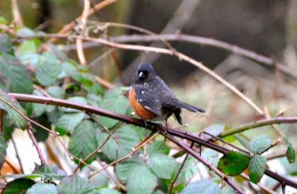 DSC_0948.jpg DSC 0948