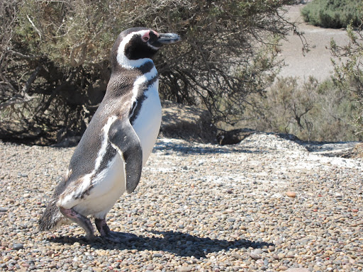 Penguin on the move...