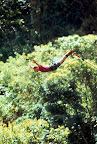 Sprachaufenthalt Monteverde