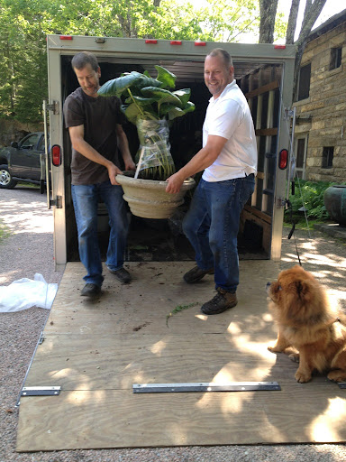 The plants have survived the journey, thank goodness! Hey guys, be careful with that alocasia! Ryan wrapped its leaves so they wouldn't get damaged during transport. The plants have survived the journey, thank goodness! Hey guys, be careful with that alocasia! Ryan wrapped its leaves so they wouldn't get damaged during transport.