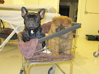 Uncle Carlos - get me out of here NOW!  This is humiliating!