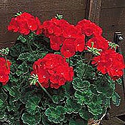 [Scarlet_Maverick_Geranium%255B4%255D.jpg]